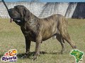 In Memorian - Fila Brasileiro Tigrado - Canil Singular - Nino